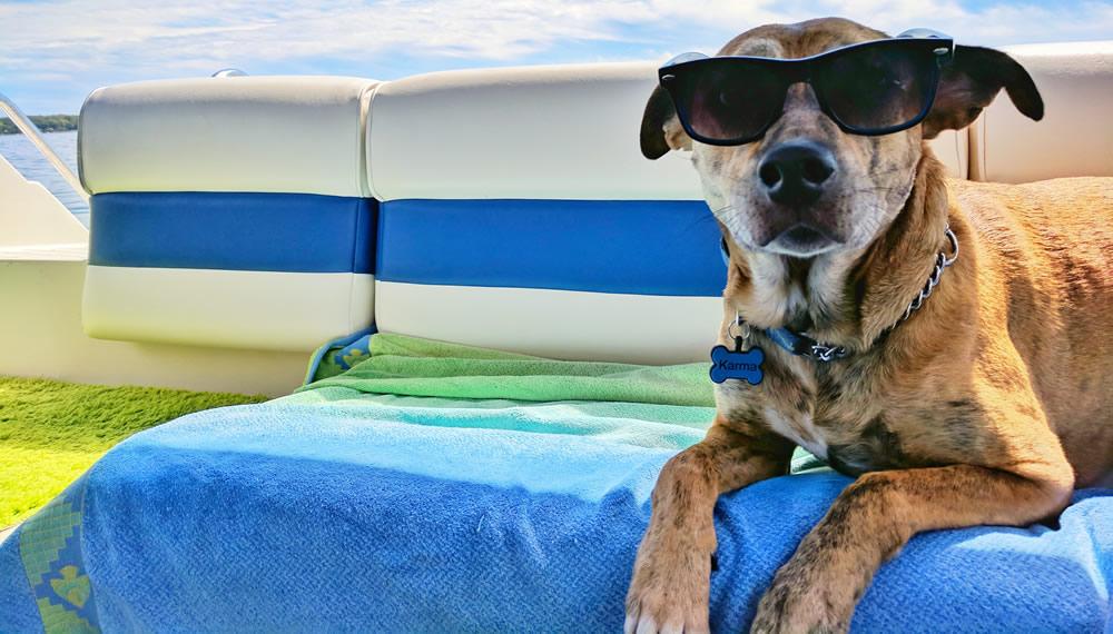 Keep Your Pet Healthy In The Heat