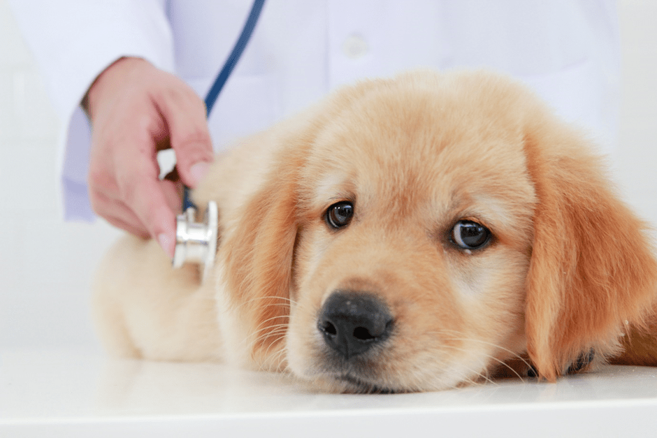 animal health checks finglas