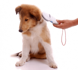 Microchipping - Fox Veterinary Clinic